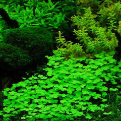 Hydrocotyle tripartita mini - Growow Tc Plant