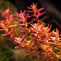 Rotala macrandra  'mini butterfly' - Growow Tc plant