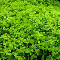 Monte carlo- Growow Tc Plant