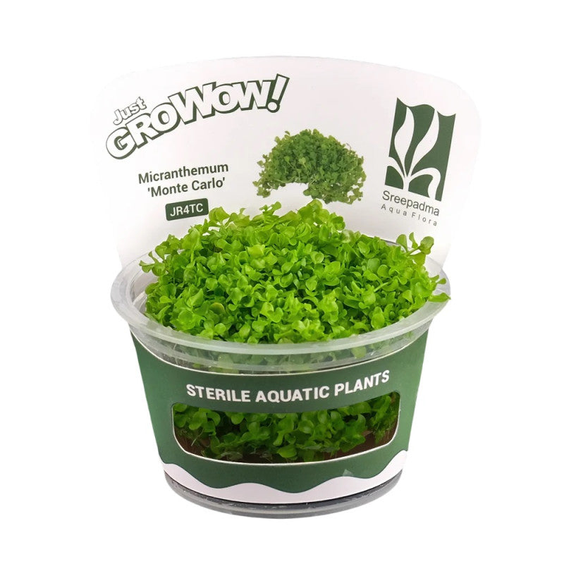 Growow TC plants