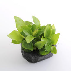 ANUBIAS GOLD ON ROCK