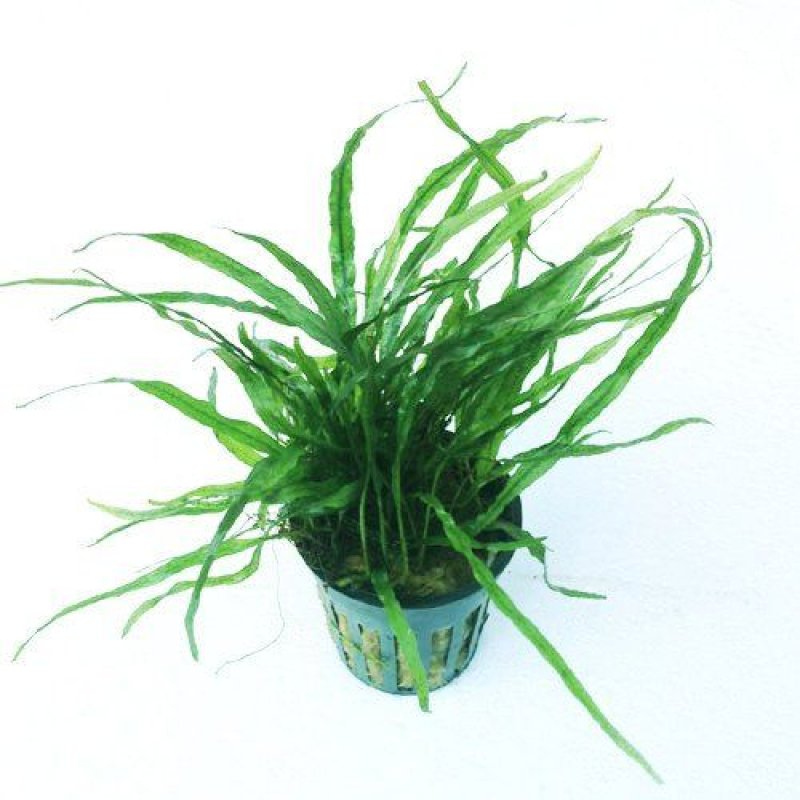 Ferns
