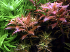 Proserpinaca palustris - Growow Tc Plant