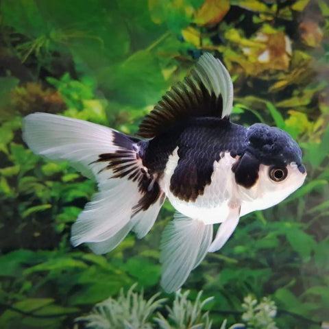 Panda Oranda Goldfish 8cm