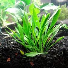 Cryptocoryne parva- Growow Tc Plant