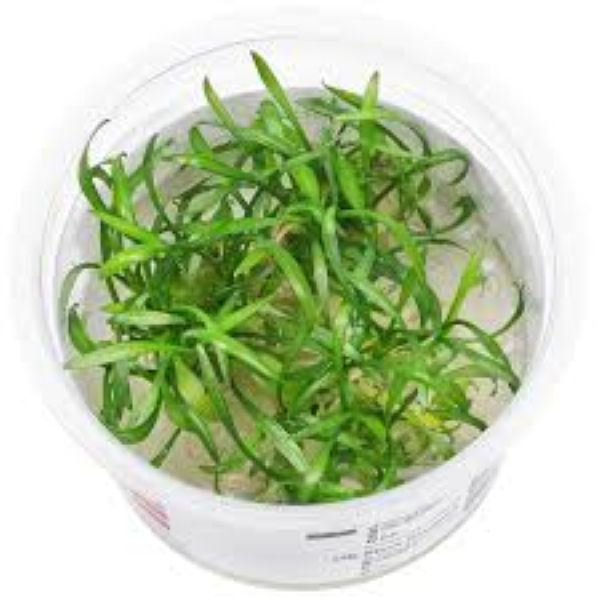 Cryptocoryne parva- Growow Tc Plant