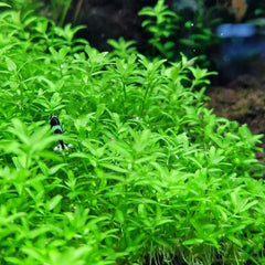 Hemianthus Micranthemoides (Pearl Weed) TC Cup - Growow Tc cup