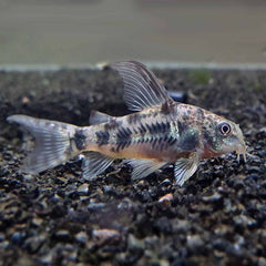 Peppered Cory Catfish