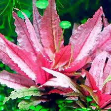 Cryptocoryne pink- Growow Tc Plant