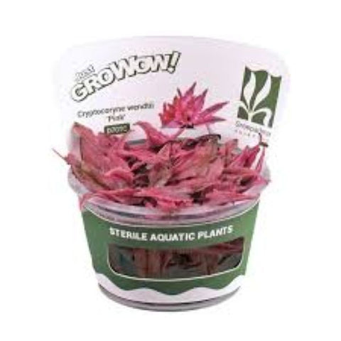 Cryptocoryne pink- Growow Tc Plant