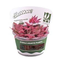 Cryptocoryne pink- Growow Tc Plant