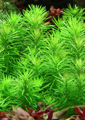 Pogostemon eructus - Growow Tc Plant