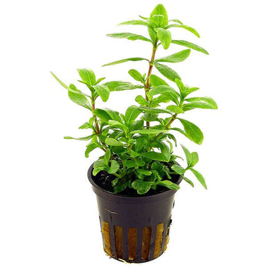 Hygrophila Polysperma