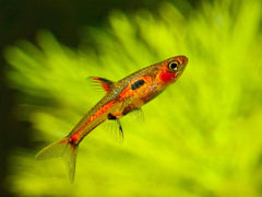 Phoenix Rasbora