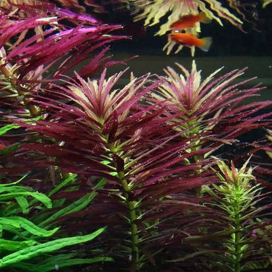 Limnophila aromatica ‘Purple’