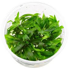Cryptocoryne pygmaea - Growow Tc Plant