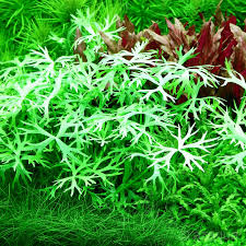 Ranunculus inundatus- Growow Tc Plant