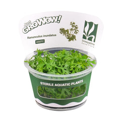 Ranunculus inundatus- Growow Tc Plant