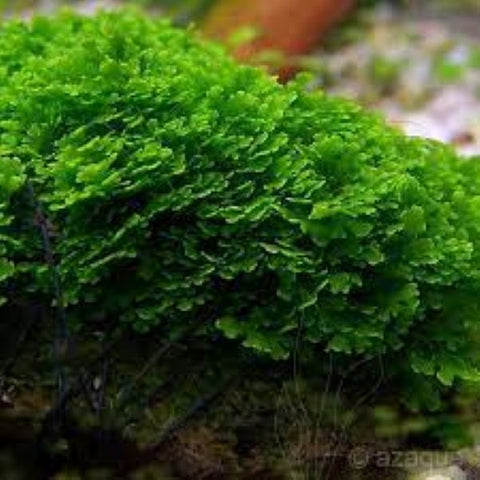 RICCARDIA MOSS