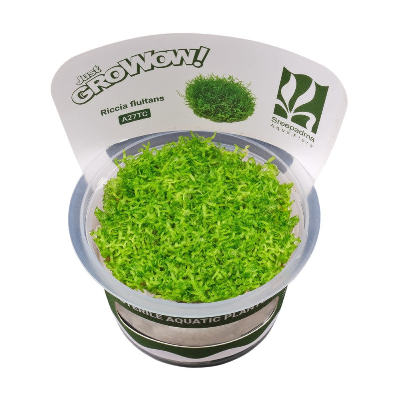 Riccia fluitans - Growow Tc Plant