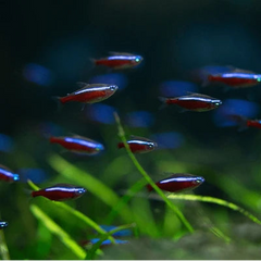 Vietnam XXL Cardinal Tetra