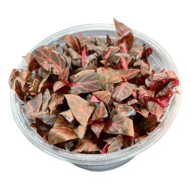 Alternanthera rosanervig - Growow Tc Plant