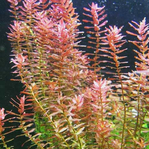 Rotala indica