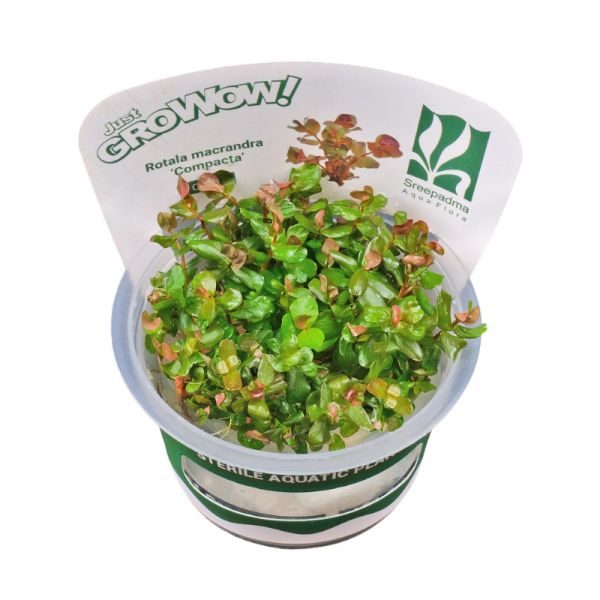 Rotala macrandra 'Compacta' - Growow Tc Plant