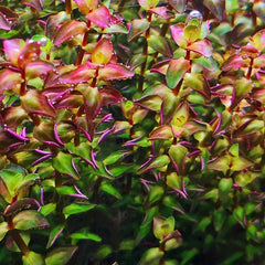Rotala macrandra 'mini gold' - Growow Tc Plant