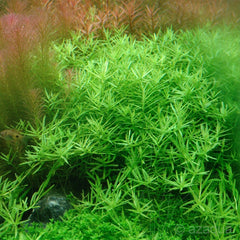 Rotala rotundifolia 'Green' - Growow Tc Plant
