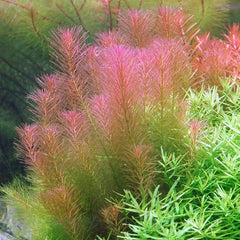 Rotala wallichii -   Growow Tc Plant