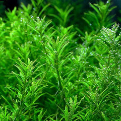 Rotala Rotundifolia ‘Wayanad’ - Growow Tc Plant