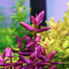 Bacopa Salzmannii purple - Growow Tc Plant