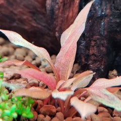 Cryptocoryne sindoor - Growow Tc Plant