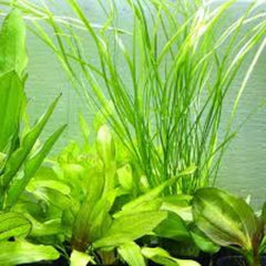 Cryptocoryne sivadasanii - Growow Tc Plant