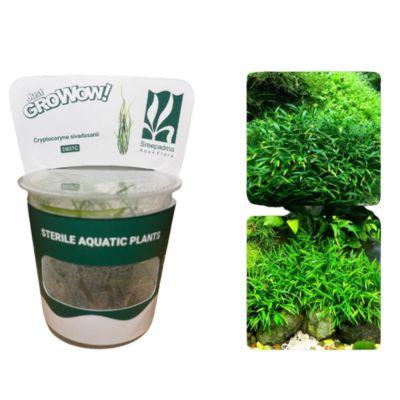 Cryptocoryne sivadasanii - Growow Tc Plant
