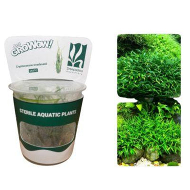 Cryptocoryne sivadasanii - Growow Tc Plant