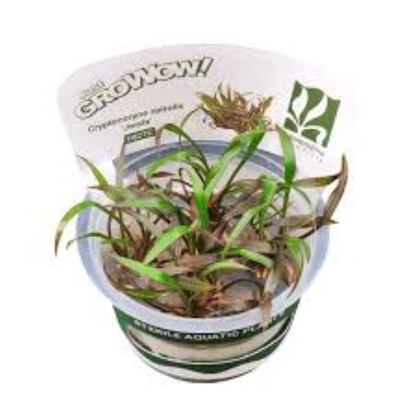 Cryptocoryne spiralis jwala- Growow Tc Plant