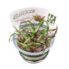 Cryptocoryne spiralis jwala- Growow Tc Plant