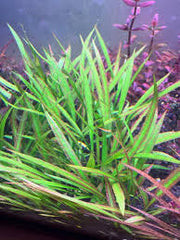 Cryptocoryne spiralis jwala- Growow Tc Plant