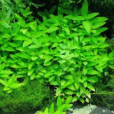 Tici - Staurogyne Repens