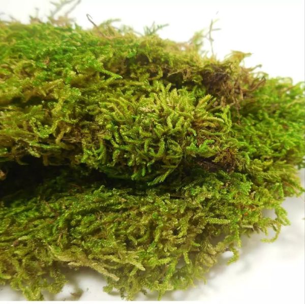 TERRESTRIAL MOSS