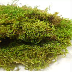 TERRESTRIAL MOSS