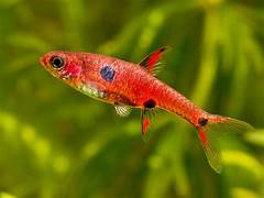 Maculata Rasbora