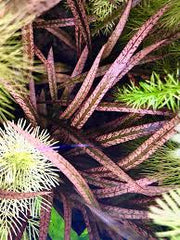 Cryptocoryne tiger - Growow Tc Plant