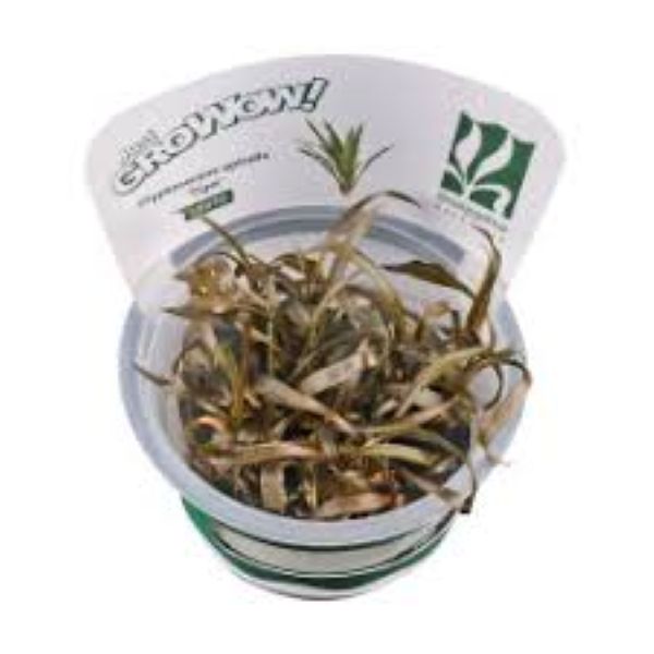 Cryptocoryne tiger - Growow Tc Plant