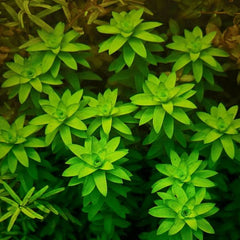 Tonina fluviatilis - Growow Tc Plant