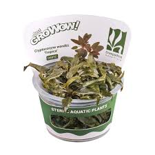 Cryptocoryne tropica - Growow Tc Plant