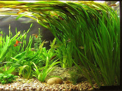 Vallisneria "mini twister"