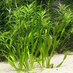 Vallisneria "mini twister"